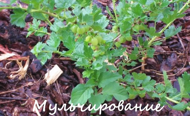 Весеннее мульчирование кустов крыжовника