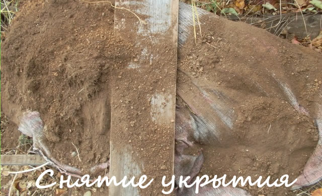 Снятие укрытия с кустов крыжовника