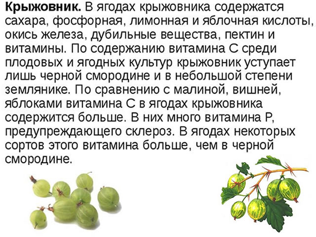 Полезные свойства вина из крыжовника