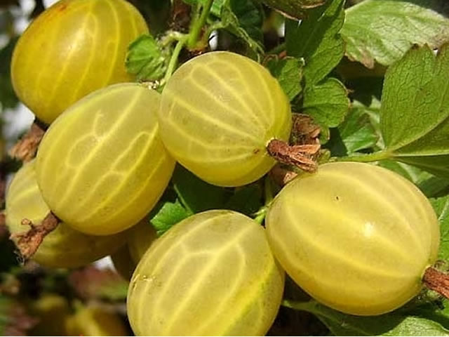 Крыжовник сорт Яровой