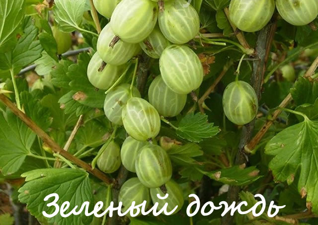 Крыжовник сорт Зеленый дождь